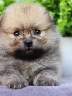 ปอมเมอเรเนียน เพศผู้