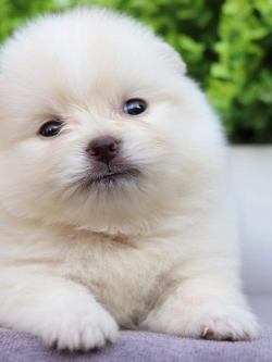 ปอมเมอเรเนียน เพศผู้