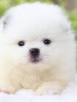 ปอมเมอเรเนียน เพศผู้ สีแฟนซี