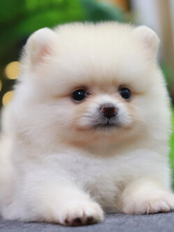 ปอมเมอเรเนียน เพศเมีย