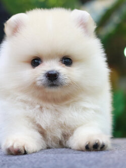 ปอมเมอเรเนียน เพศผู้