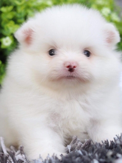 ปอมเมอเรเนียน เพศผู้