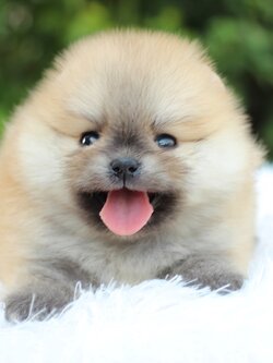 ปอมเมอเรเนียน เพศผู้ สีส้ม