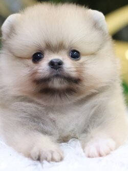 ปอมเมอเรเนียน เพศผู้ สีส้ม