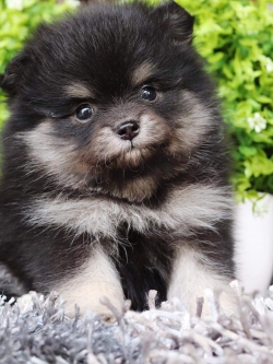 ปอมเมอเรเนียน เพศเมีย