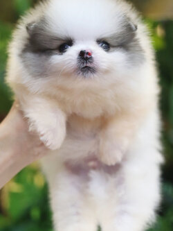 ปอมเมอเรเนียน เพศผู้ สีแฟนซี