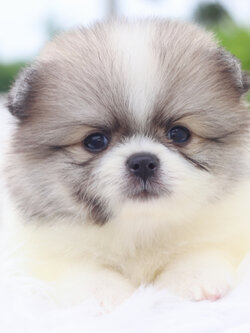 ปอมเมอเรเนียน เพศผู้สีแฟนซี