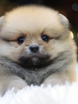 ปอมเมอเรเนียน เพศผู้สีส้มขนแน่นๆ