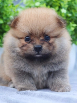 ปอมเมอเรเนียน เพศผู้