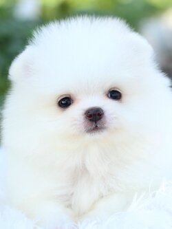 ปอมเมอเรเนียน เพศเมียสีขาว