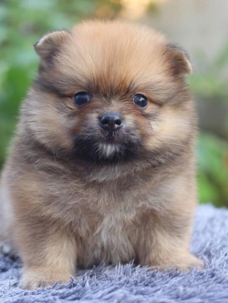 ปอมเมอเรเนียน เพศผู้