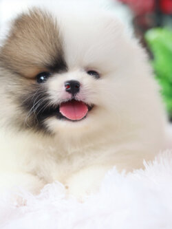 ปอมเมอเรเนียน เพศผู้ สีแฟนซี