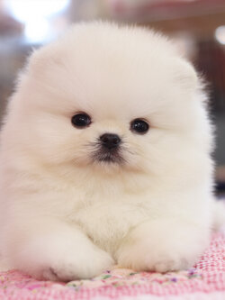 ปอมเมอเรเนียน เพศผู้สีขาวครีม เกรดโชว์