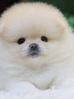 ปอมเมอเรเนียน เพศเมีย สีขาวครีม เกรดโชว์ ขนแน่นสาวเลือดดี