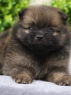 ปอมเมอเรเนียน เพศผู้