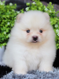 ปอมเมอเรเนียน เพศผู้