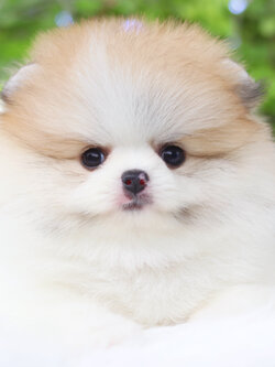 ปอมเมอเรเนียน เพศเมียสีแฟนซี เกรดโชว์