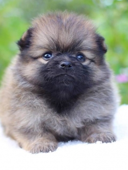 ปอมเมอเรเนียน เพศเมีย