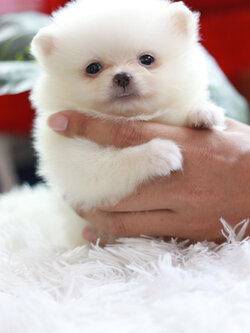 ปอมเมอเรเนียน เพศผู้ สีขาวครีม