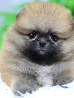 ปอมเมอเรเนียน เพศผู้ สีส้ม