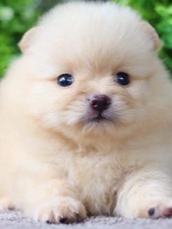 ปอมเมอเรเนียน เพศผู้