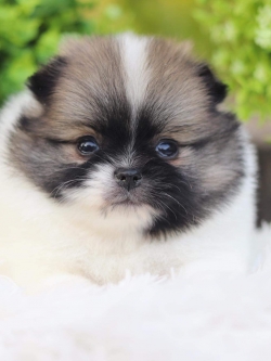 ปอมเมอเรเนียน เพศเมีย