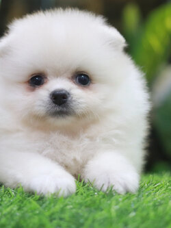 ปอมเมอเรเนียน เพศเมียสีขาวครีม