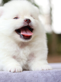 ปอมเมอเรเนียน เพศเมีย ทีคัพ