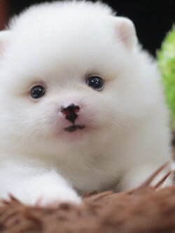 ปอมเมอเรเนียน เพศผู้สีขาว