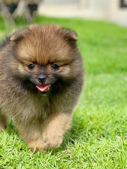 ปอมเมอเรเนียน เพศเมียสีส้ม