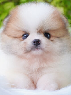 ปอมเมอเรเนียน เพศผู้สีแฟนซี