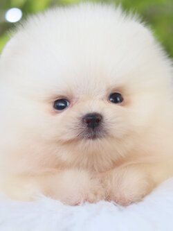 ปอมเมอเรเนียน เพศผู้ สีขาวครีม เกรดโชว์