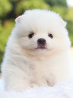 ปอมเมอเรเนียน เพศผู้ สีขาวครีมหน้าฟ็อก