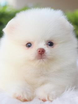 ปอมเมอเรเนียน เพศเมียสีขาว