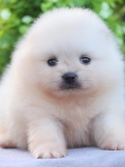 ปอมเมอเรเนียน เพศเมีย