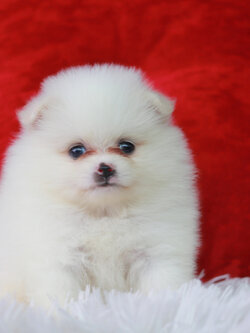 ปอมเมอเรเนียน เพศเมีย สีขาว