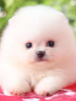 ปอมเมอเรเนียน เพศผู้ สีขาวครีม เกรดโชว์