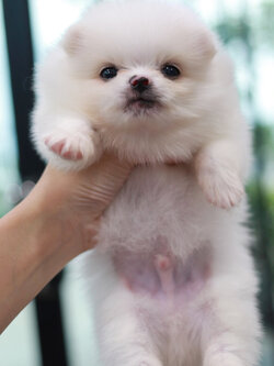 ปอมเมอเรเนียน เพศผู้ สีขาวไซส์เล็ก