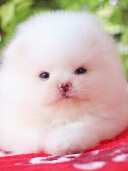 ปอมเมอเรเนียน เพศผู้ สีขาวครีม เกรดโชว์