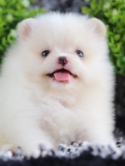 ปอมเมอเรเนียน เพศผู้