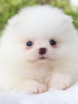 ปอมเมอเรเนียน เพศผู้สีขาวครีม เกรดโชว์