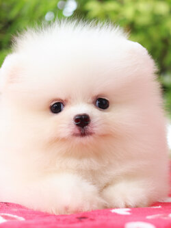 ปอมเมอเรเนียน เพศผู้สีขาวครีมเกรดโชว์