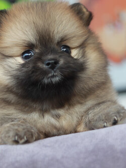 ปอมเมอเรเนียน เพศเมีย