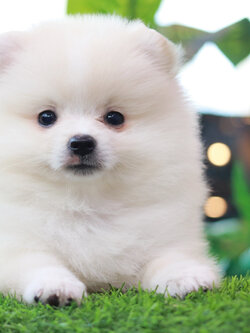 ปอมเมอเรเนียน เพศเมียสีขาวครีมไซส์ปกติ