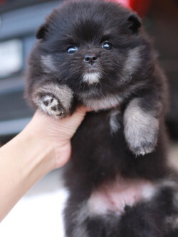 ปอมเมอเรเนียน เพศเมีย