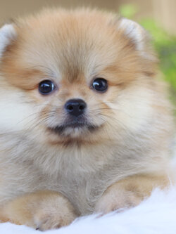 ปอมเมอเรเนียน เพศเมียสีส้ม