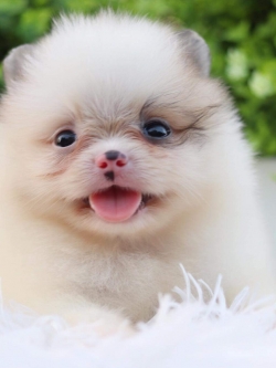 ปอมเมอเรเนียน เพศเมีย