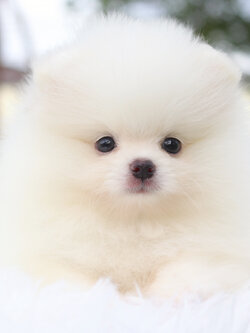 ปอมเมอเรเนียน เพศผู้สีขาวครีม เกรดโชว์