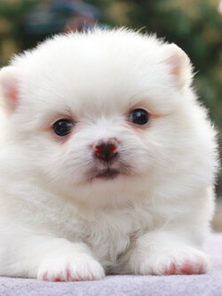 ปอมเมอเรเนียน เพศผู้