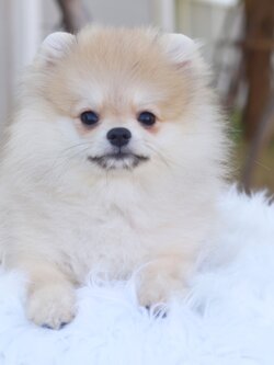 ปอมเมอเรเนียน เพศเมียสีส้ม